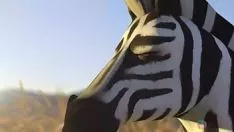 Play Vivification ferines zebra sex social lioness