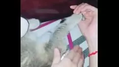 Играть 1 Нокс Ява Стерни